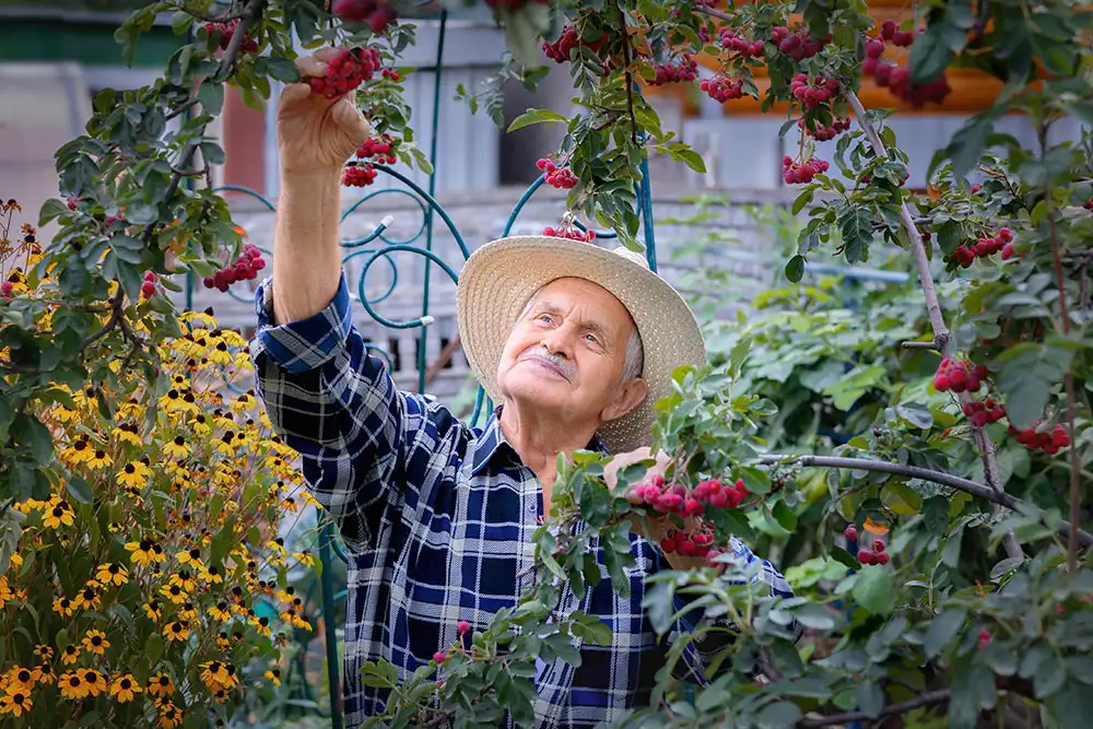 An older man in a plaid shirt and straw hat picks red berries from a tree in a lush garden with yellow flowers nearby.